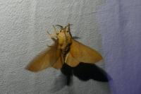 Gastropacha populifolia
