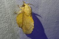Gastropacha populifolia