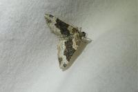 Epirrhoe galiata