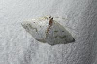 Lomographa temerata