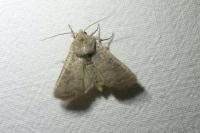 Hoplodrina