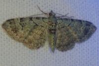Pasiphila rectangulata