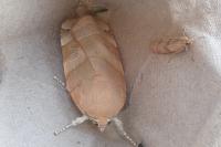 Noctua fimbriata