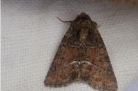 Oligia