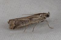 Pempelia genistella