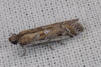 Pempeliella ardosiella venturiella
