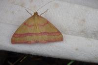 Rhodostrophia calabra