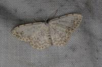 Scopula submutata roseonitens
