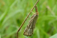Chrysocramboides craterellus