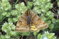 Euclidia glyphica