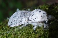 Cerura erminea
