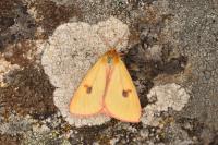 Diacrisia sannio