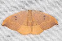 Watsonalla binaria