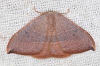 Watsonalla uncinula