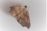 Laspeyria flexula