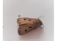 Agrotis exclamationis exclamationis