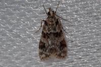 Eudonia delunella