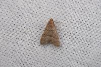 Bostra obsoletalis