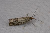 Chrysocramboides craterellus