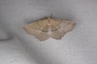 Gerinia honoraria