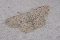 Scopula submutata roseonitens