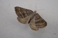 Scotopteryx coarctaria
