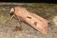 Agrotis exclamationis exclamationis