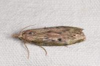 Aphomia sociella