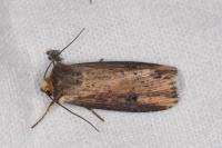 Axylia putris