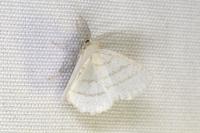 Cabera pusaria