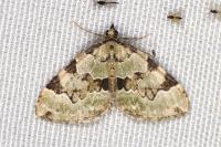 Colostygia pectinataria
