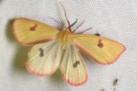 Diacrisia sannio