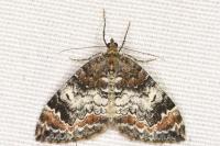 Dysstroma truncata