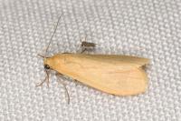 Wittia sororcula