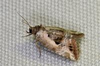 Elaphria venustula