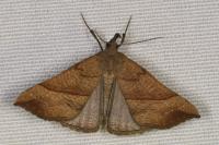 Hypena proboscidalis