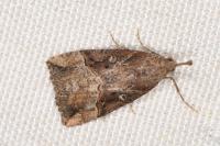 Hypena rostralis