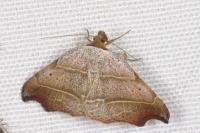Laspeyria flexula