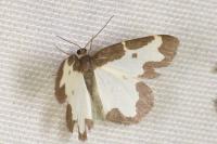 Lomaspilis marginata