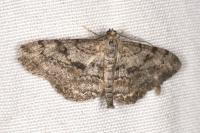 Peribatodes rhomboidaria rhomboidaria