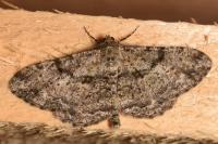 Peribatodes rhomboidaria rhomboidaria