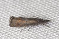 Platytes cerussella