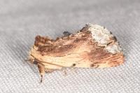 Ptilodon cucullina