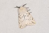 Spilosoma lubricipeda