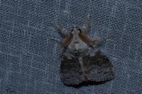 Calliteara pudibunda