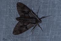 Hyloicus pinastri
