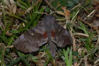 Laothoe populi
