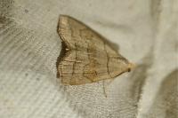 Herminia tarsicrinalis