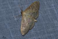 Patania ruralis