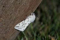 Spilosoma lubricipeda